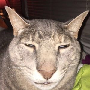 Meet your Posher, Ray